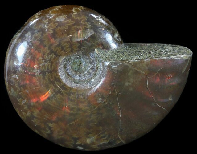 Flashy Red Iridescent Ammonite #52359